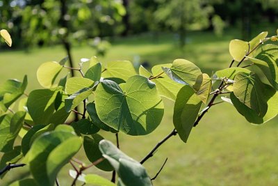 Cercis siliquastrum - zmarlika jidášova - jarní listy (2)